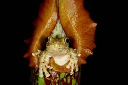 145-Pengilleyia rothii